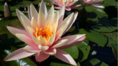 Mang mảng xanh đến những căn phòng nhỏ